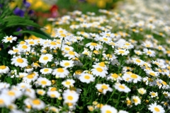 春爛漫・花盛り~#9