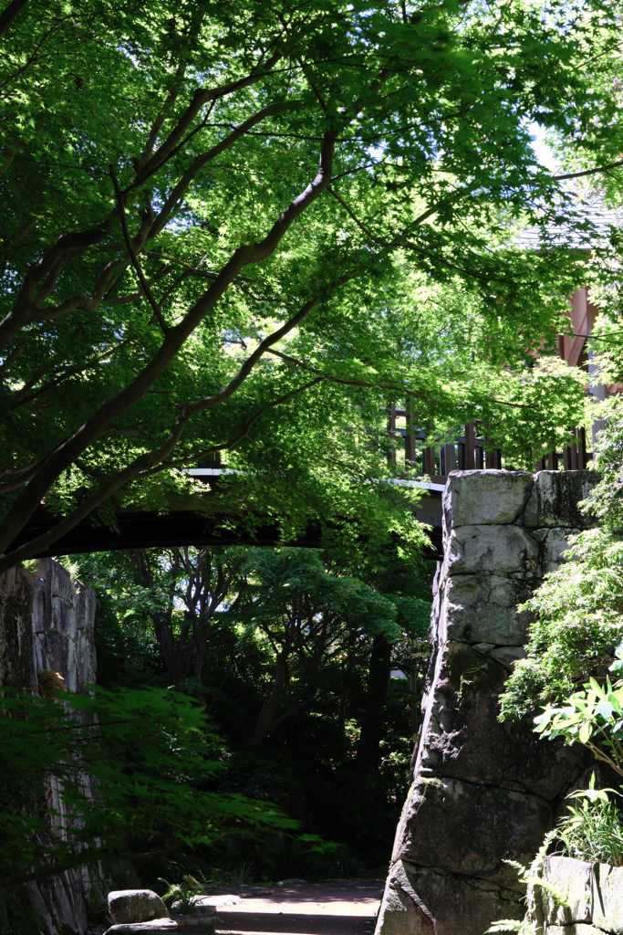 新緑眩しい丈山苑（Part2）＃８
