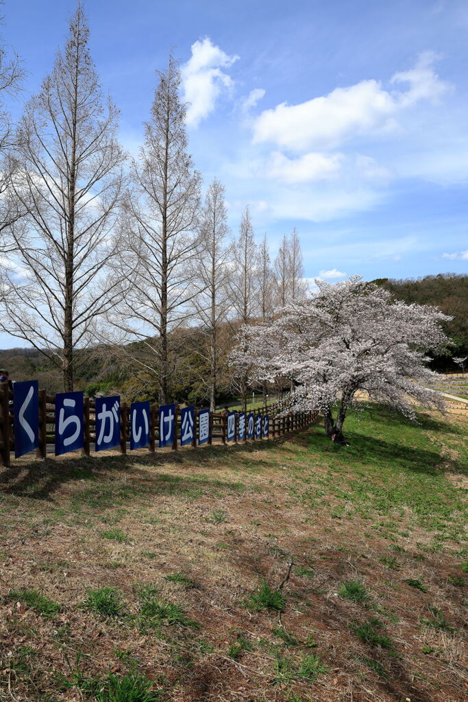 春爛漫の鞍ヶ池公園＃５