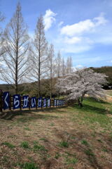 春爛漫の鞍ヶ池公園#5