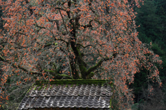 長野県根羽村・黒地の柿木#6