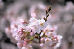 近所の神社で咲き始めたサクラたち#4
