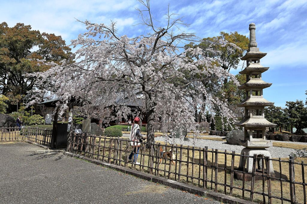 見頃の西尾歴史公園サクラ＃８