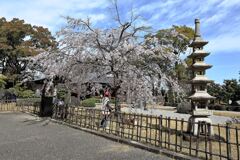 見頃の西尾歴史公園サクラ＃８