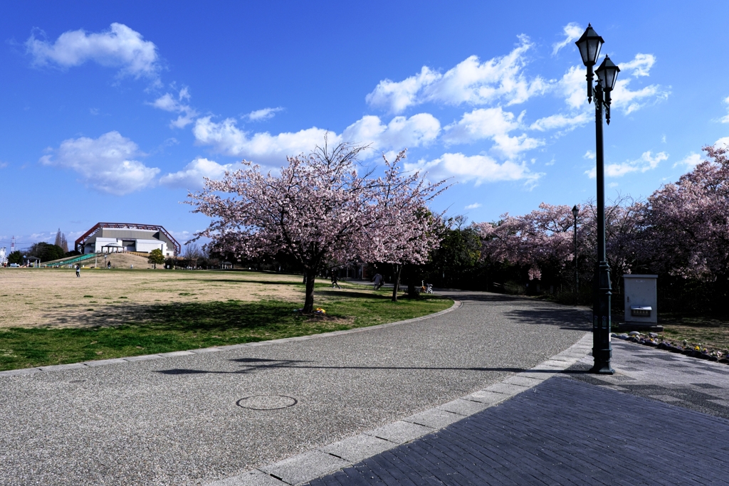 早咲きサクラ満開＃２