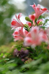 季節を先取りする花たち#8