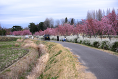 見頃を迎えた陽光サクラ＃５