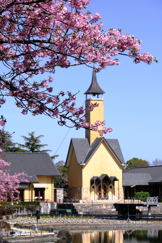 河津桜が満開・なばなの里＃２