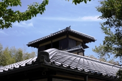 新緑が眩しい丈山苑＃１０