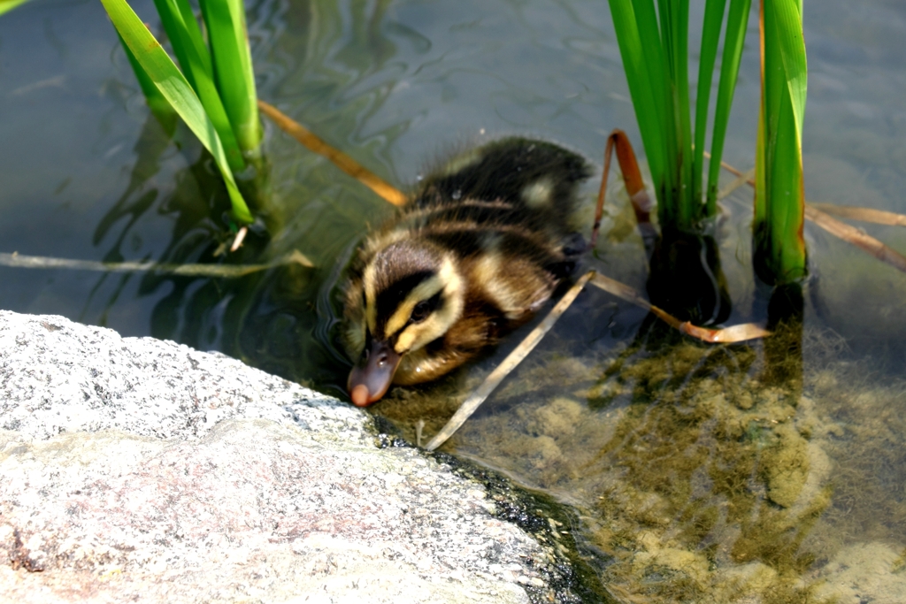 カルガモ親子・可愛い～＃３