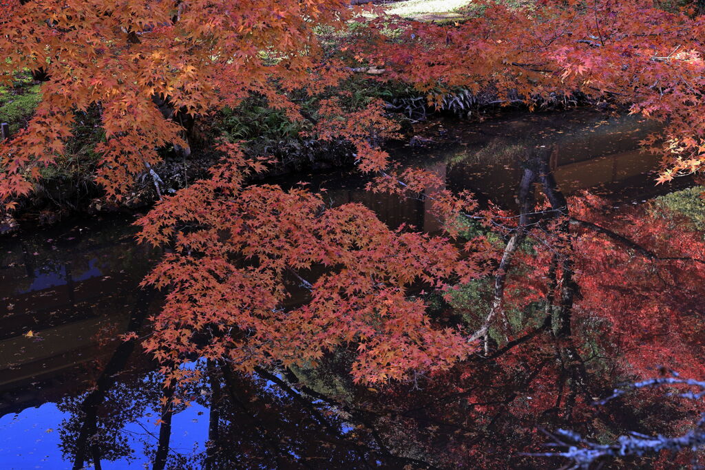 見頃を迎えた松平郷の紅葉＃２