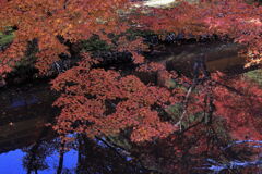 見頃を迎えた松平郷の紅葉＃２