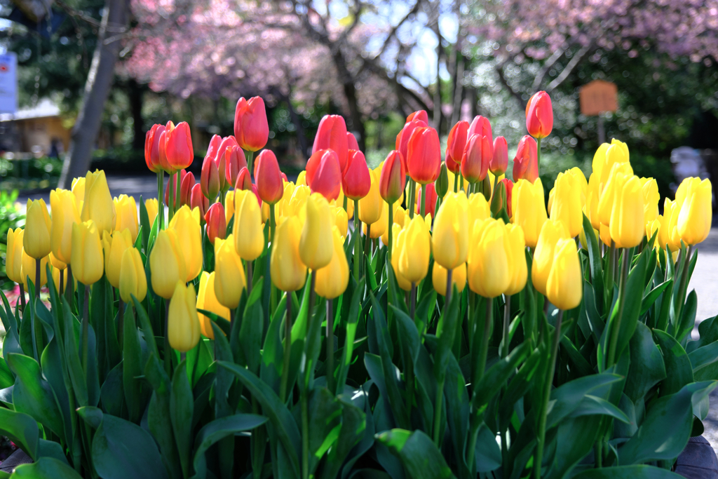 なばなの里チューリップ＃２