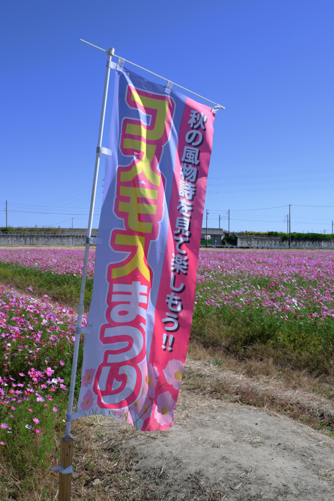 季節外れの向日葵とコスモスのコラボ＃１