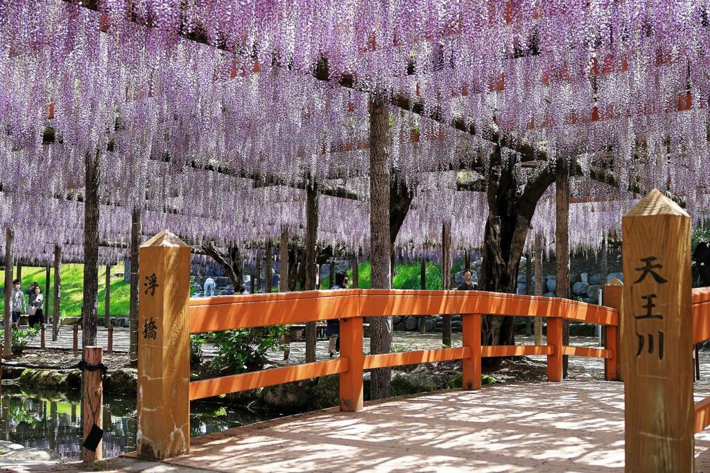 津島市・天王川の藤の花＃２