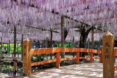 津島市・天王川の藤の花#2