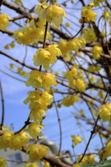 町内にある畑のロウバイが見頃＃２