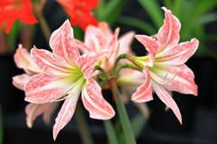 季節を先取りする花たち＃６