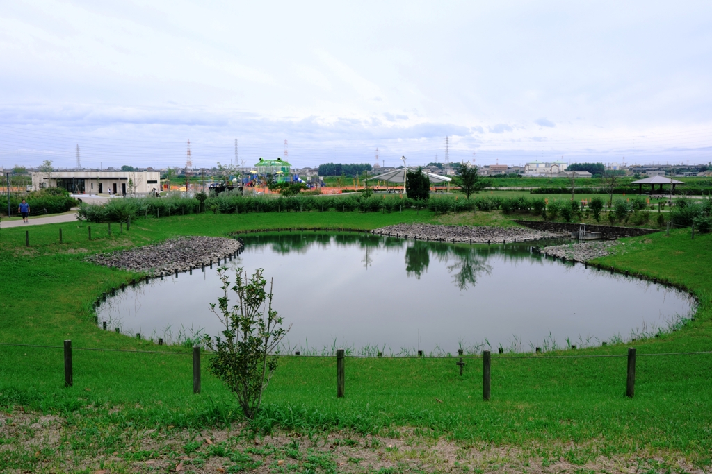 秋が深まりコスモスたちが見頃＃９