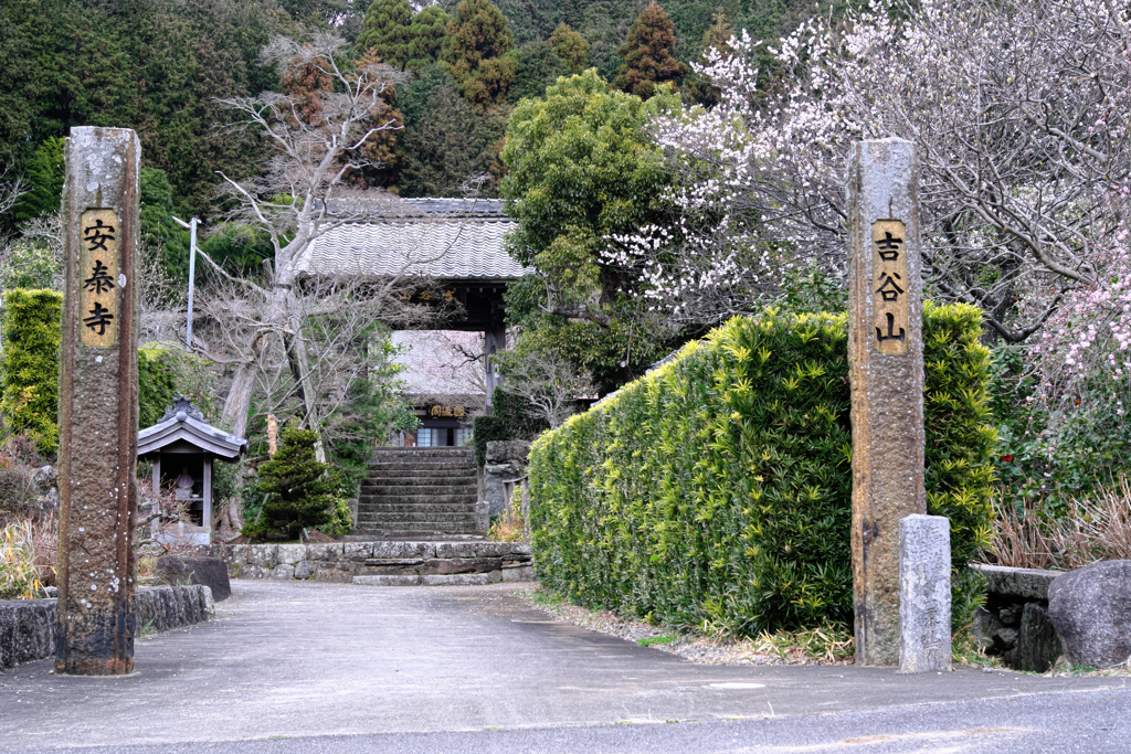 河津桜とメジロちゃん＃１