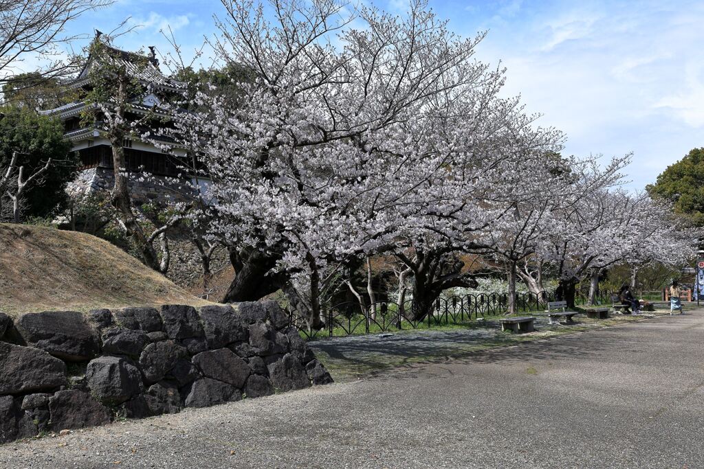 見頃の西尾歴史公園サクラ＃３