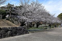 見頃の西尾歴史公園サクラ＃３