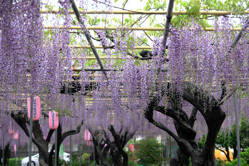 地元の藤園ロケハン＃７