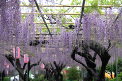 地元の藤園ロケハン#7