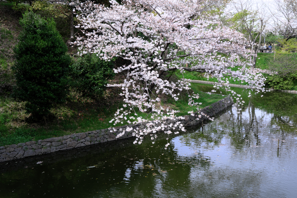 サクラ満開の西尾歴史公園＃９