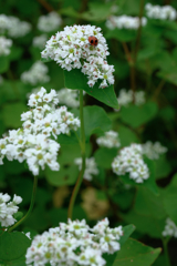 季節外れの早咲きソバの花＃７