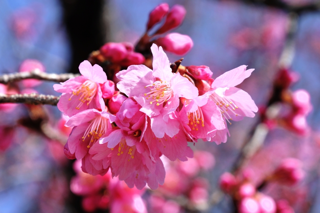 咲き始めた寒緋桜とメジロちゃん＃４