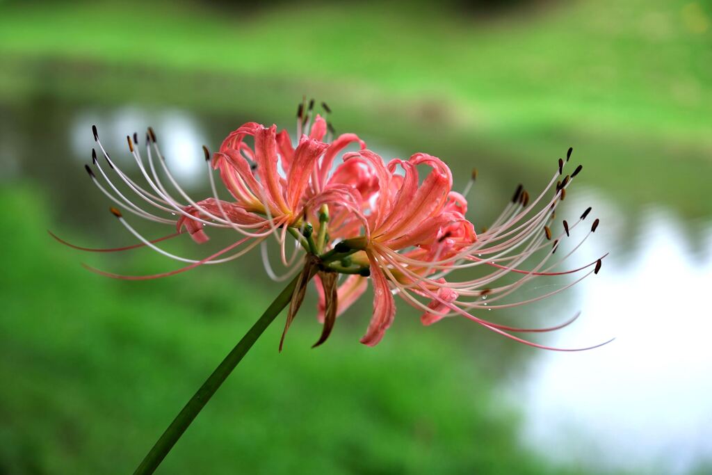 今年も咲き始めたリコリスの花＃２