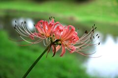 今年も咲き始めたリコリスの花＃２