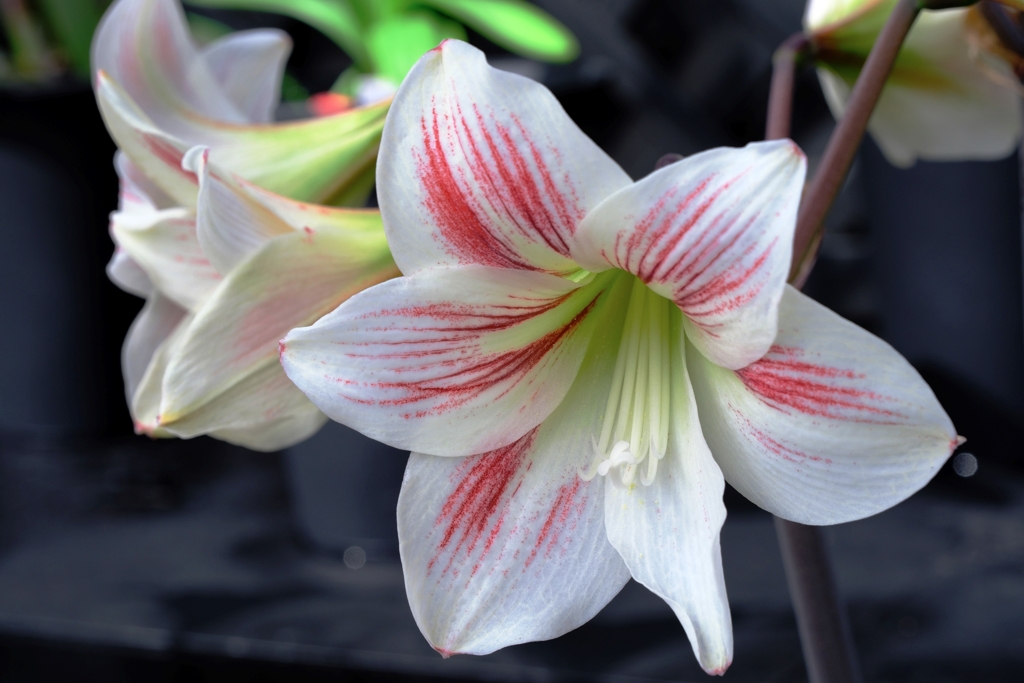 春うらら・花たちが咲き揃う＃７