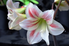 春うらら・花たちが咲き揃う＃７