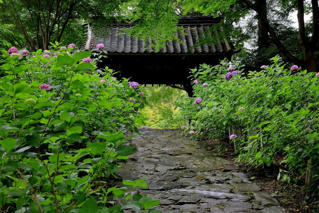 雨降りの紫陽花と本光寺＃２