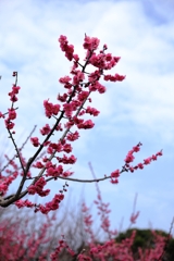 まだ見頃を迎えない梅の花たち＃２