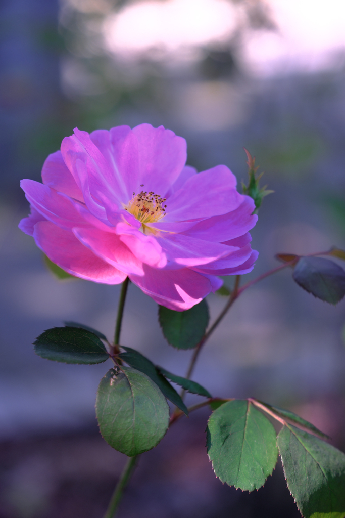 ミササガパークの秋バラ＃６