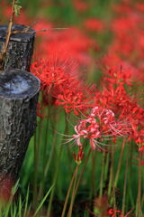 逢妻女川の彼岸花#7