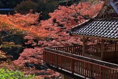 久し振りに大井平公園紅葉撮影＃１５