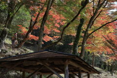 久し振りに大井平公園紅葉撮影＃２