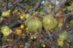 咲き始めた近所のロウバイの花＃９