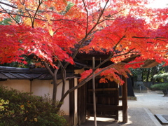 貞照院の紅葉真っ盛り#6