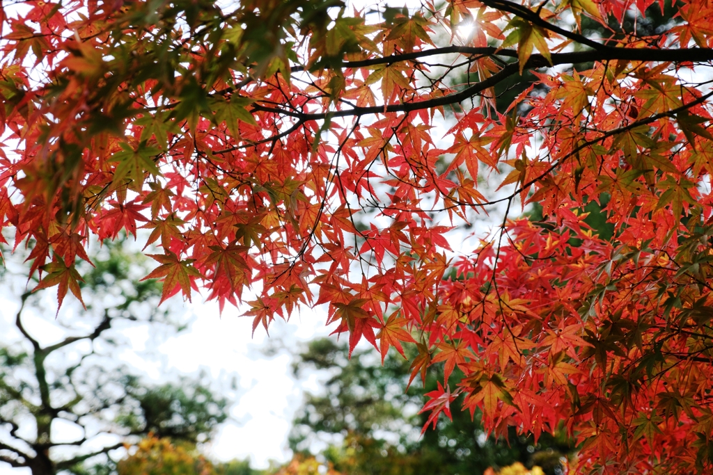 博物館・明治村場内の紅葉＃５