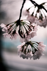 雨降りの雫狙いサクラ撮影＃４