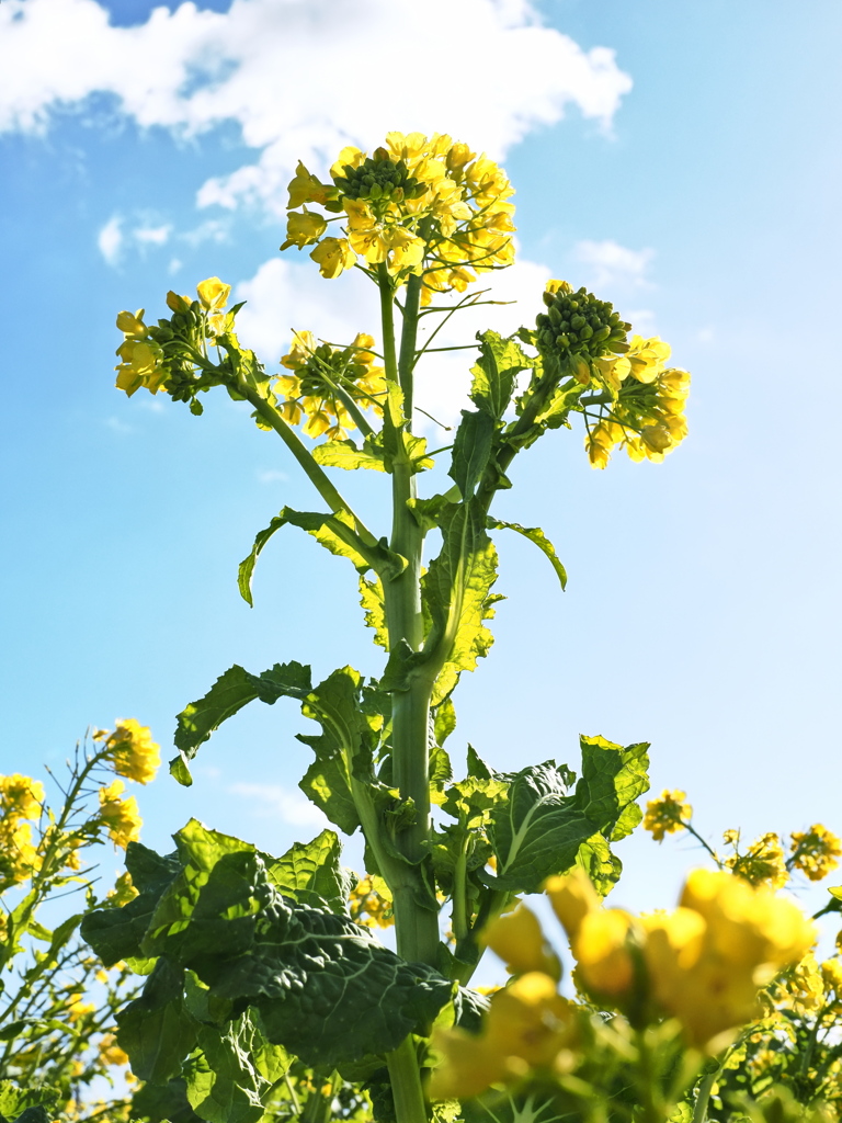 気持ちは晴れる菜の花＃６