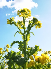 気持ちは晴れる菜の花＃６