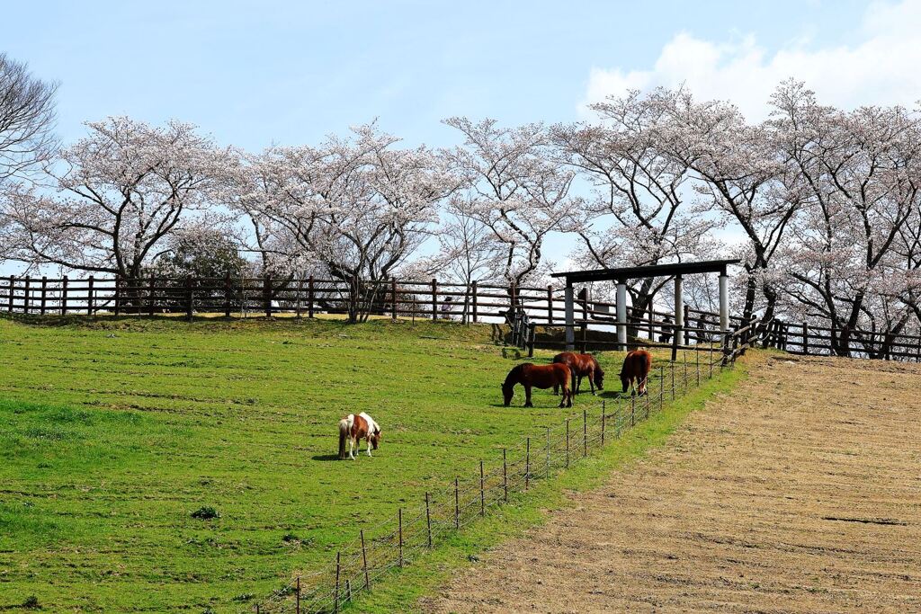春爛漫の鞍ヶ池公園＃７