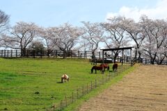 春爛漫の鞍ヶ池公園#7