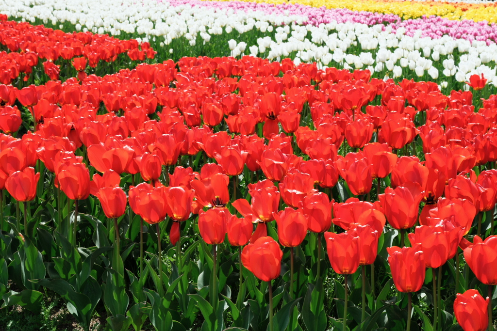 華麗な姿のチューリップ＃８